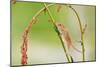 Harvest Mouse (Micromys Minutus) On Stalk, West Country Wildlife Photography Centre, Captive, June-David Pike-Mounted Photographic Print