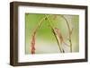 Harvest Mouse (Micromys Minutus) On Stalk, West Country Wildlife Photography Centre, Captive, June-David Pike-Framed Photographic Print