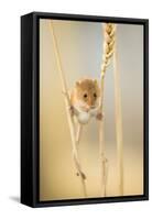 Harvest Mouse (Micromys Minutus) On Wheat Stem Feeding, Devon, UK, July. Captive-Ross Hoddinott-Framed Stretched Canvas