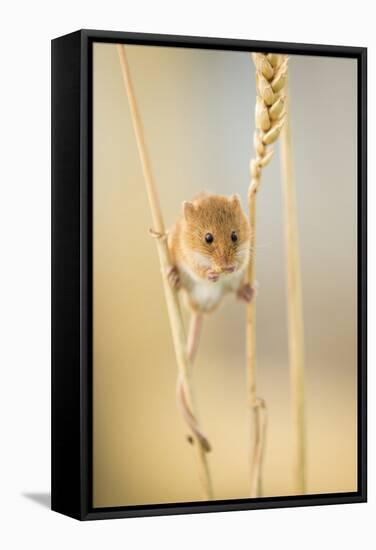 Harvest Mouse (Micromys Minutus) On Wheat Stem Feeding, Devon, UK, July. Captive-Ross Hoddinott-Framed Stretched Canvas