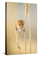 Harvest Mouse (Micromys Minutus) On Wheat Stem Feeding, Devon, UK, July. Captive-Ross Hoddinott-Stretched Canvas