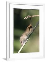 Harvest Mouse (Micromys Minutus) the Smallest British Rodent by Weight-Louise Murray-Framed Photographic Print