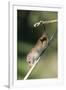 Harvest Mouse (Micromys Minutus) the Smallest British Rodent by Weight-Louise Murray-Framed Photographic Print