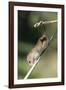 Harvest Mouse (Micromys Minutus) the Smallest British Rodent by Weight-Louise Murray-Framed Photographic Print