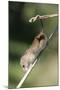 Harvest Mouse (Micromys Minutus) the Smallest British Rodent by Weight-Louise Murray-Mounted Photographic Print