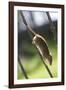 Harvest Mouse (Micromys Minutus) the Smallest British Rodent by Weight-Louise Murray-Framed Photographic Print