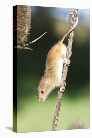 Harvest Mouse (Micromys Minutus) the Smallest British Rodent by Weight-Louise Murray-Stretched Canvas