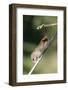 Harvest Mouse (Micromys Minutus) the Smallest British Rodent by Weight-Louise Murray-Framed Photographic Print