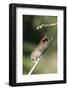 Harvest Mouse (Micromys Minutus) the Smallest British Rodent by Weight-Louise Murray-Framed Photographic Print