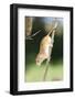 Harvest Mouse (Micromys Minutus) the Smallest British Rodent by Weight-Louise Murray-Framed Photographic Print