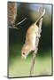 Harvest Mouse (Micromys Minutus) the Smallest British Rodent by Weight-Louise Murray-Mounted Photographic Print