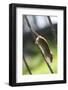 Harvest Mouse (Micromys Minutus) the Smallest British Rodent by Weight-Louise Murray-Framed Photographic Print