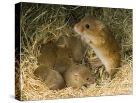 Harvest Mouse Mother Standing over 1-Week Babies in Nest, UK-Andy Sands-Stretched Canvas