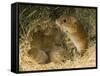 Harvest Mouse Mother Standing over 1-Week Babies in Nest, UK-Andy Sands-Framed Stretched Canvas