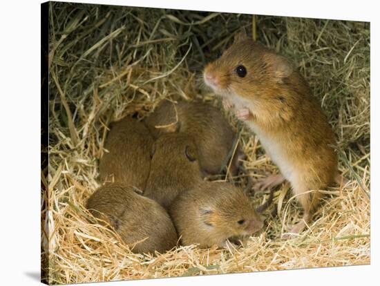 Harvest Mouse Mother Standing over 1-Week Babies in Nest, UK-Andy Sands-Stretched Canvas