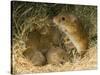 Harvest Mouse Mother Standing over 1-Week Babies in Nest, UK-Andy Sands-Stretched Canvas