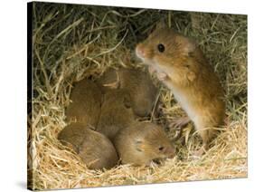 Harvest Mouse Mother Standing over 1-Week Babies in Nest, UK-Andy Sands-Stretched Canvas