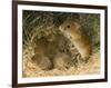 Harvest Mouse Mother Standing over 1-Week Babies in Nest, UK-Andy Sands-Framed Premium Photographic Print