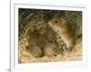 Harvest Mouse Mother Standing over 1-Week Babies in Nest, UK-Andy Sands-Framed Premium Photographic Print