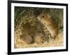 Harvest Mouse Mother Standing over 1-Week Babies in Nest, UK-Andy Sands-Framed Premium Photographic Print