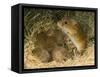 Harvest Mouse Mother Standing over 1-Week Babies in Nest, UK-Andy Sands-Framed Stretched Canvas