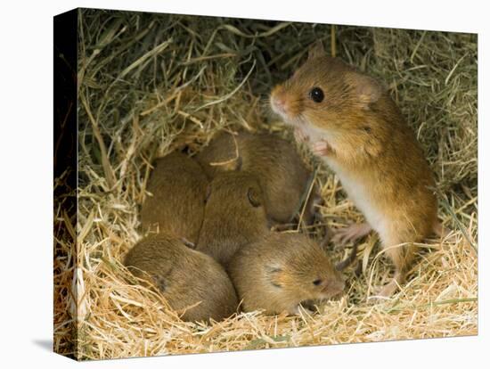 Harvest Mouse Mother Standing over 1-Week Babies in Nest, UK-Andy Sands-Stretched Canvas