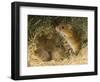 Harvest Mouse Mother Standing over 1-Week Babies in Nest, UK-Andy Sands-Framed Photographic Print