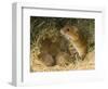 Harvest Mouse Mother Standing over 1-Week Babies in Nest, UK-Andy Sands-Framed Photographic Print