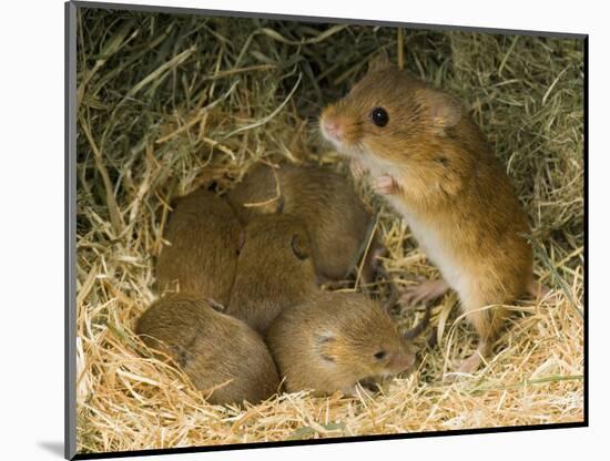 Harvest Mouse Mother Standing over 1-Week Babies in Nest, UK-Andy Sands-Mounted Photographic Print