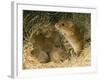 Harvest Mouse Mother Standing over 1-Week Babies in Nest, UK-Andy Sands-Framed Photographic Print