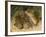 Harvest Mouse Mother Standing over 1-Week Babies in Nest, UK-Andy Sands-Framed Photographic Print