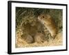 Harvest Mouse Mother Standing over 1-Week Babies in Nest, UK-Andy Sands-Framed Photographic Print