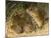 Harvest Mouse Mother Standing over 1-Week Babies in Nest, UK-Andy Sands-Mounted Photographic Print