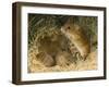 Harvest Mouse Mother Standing over 1-Week Babies in Nest, UK-Andy Sands-Framed Photographic Print