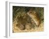 Harvest Mouse Mother Standing over 1-Week Babies in Nest, UK-Andy Sands-Framed Photographic Print