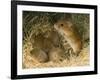 Harvest Mouse Mother Standing over 1-Week Babies in Nest, UK-Andy Sands-Framed Photographic Print