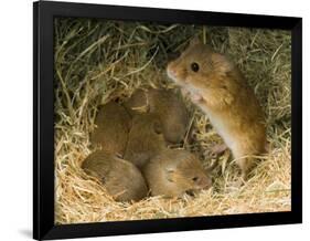 Harvest Mouse Mother Standing over 1-Week Babies in Nest, UK-Andy Sands-Framed Photographic Print