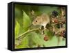 Harvest Mouse on Bramble Amongst Blackberries, UK-Andy Sands-Framed Stretched Canvas