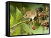 Harvest Mouse on Bramble Amongst Blackberries, UK-Andy Sands-Framed Stretched Canvas