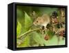 Harvest Mouse on Bramble Amongst Blackberries, UK-Andy Sands-Framed Stretched Canvas