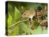 Harvest Mouse on Bramble Amongst Blackberries, UK-Andy Sands-Stretched Canvas