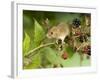 Harvest Mouse on Bramble Amongst Blackberries, UK-Andy Sands-Framed Photographic Print