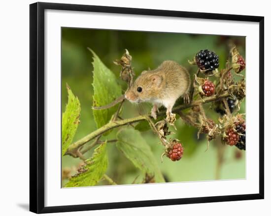 Harvest Mouse on Bramble Amongst Blackberries, UK-Andy Sands-Framed Photographic Print
