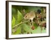 Harvest Mouse on Bramble Amongst Blackberries, UK-Andy Sands-Framed Photographic Print