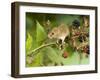 Harvest Mouse on Bramble Amongst Blackberries, UK-Andy Sands-Framed Photographic Print