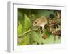 Harvest Mouse on Bramble Amongst Blackberries, UK-Andy Sands-Framed Photographic Print