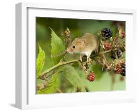 Harvest Mouse on Bramble Amongst Blackberries, UK-Andy Sands-Framed Photographic Print