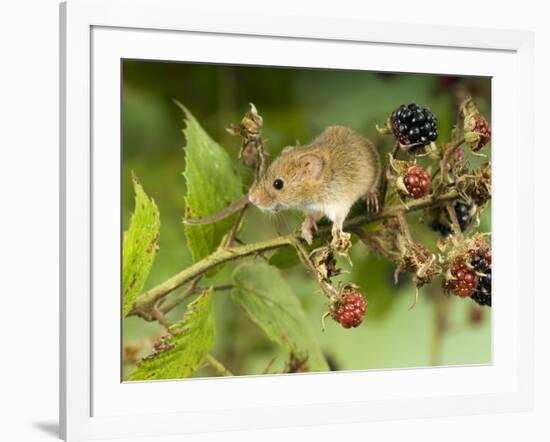 Harvest Mouse on Bramble Amongst Blackberries, UK-Andy Sands-Framed Photographic Print