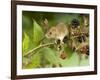 Harvest Mouse on Bramble Amongst Blackberries, UK-Andy Sands-Framed Photographic Print