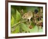Harvest Mouse on Bramble Amongst Blackberries, UK-Andy Sands-Framed Photographic Print